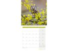 ACKERMANN Calendario 2026 4624 Eulen ML 30x30cm (9783838446240)