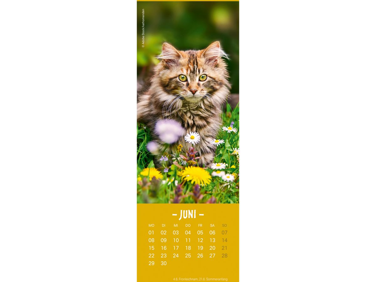HEYE Calendario Gatti 2026 21474+26 TE 6x18cm (9783756410361)