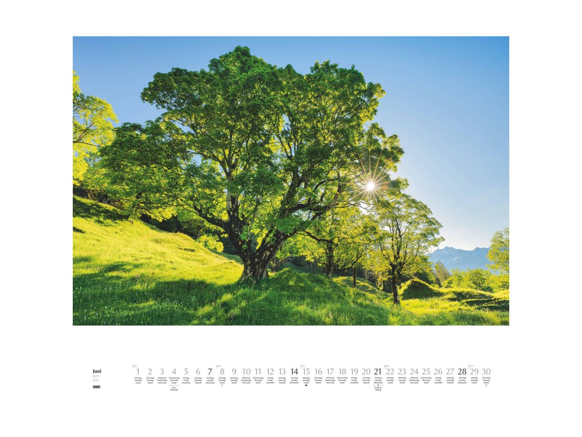 DUMONT Calendrier 2026 260364 Arbres ML 58.4x48.5cm (4069095003644)