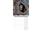 ACKERMANN Calendario 2026 4624 Eulen ML 30x30cm (9783838446240)
