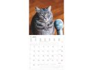 ALPHA EDITION Bildkalender 2026 160939 Funny Cats ML 30x30cm (4069095009394)