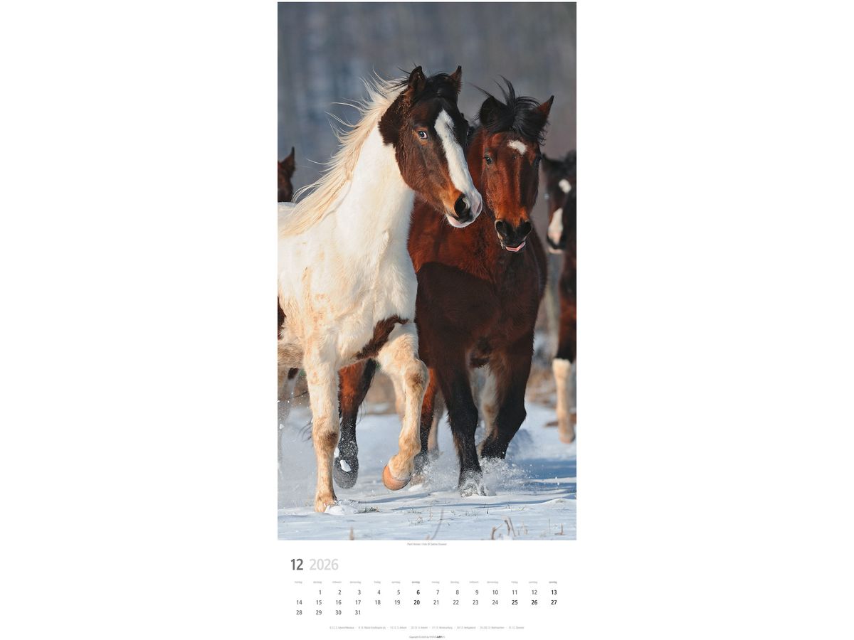 WEINGARTEN Calendario 2026 3119300+26 Pferde DE 33x68cm (9783839903032)