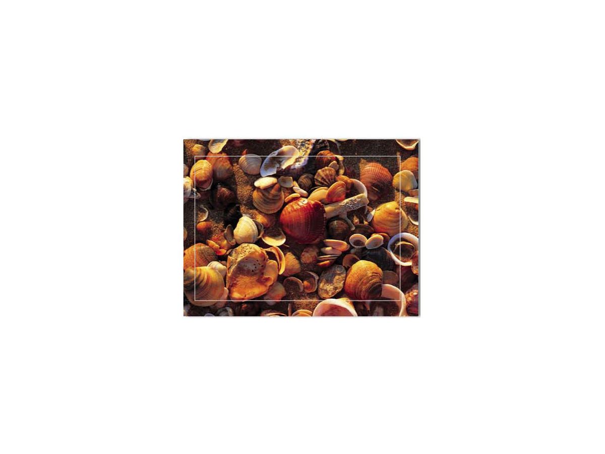 HASCHEMI Doppelkarten-Box 104 104 MUSCHELN (9783936222036)