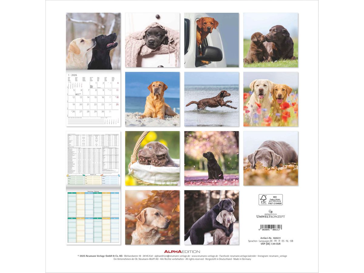 ALPHA EDITION Bildkalender 2026 160631 Labrador ML 30x30cm (4069095006317)