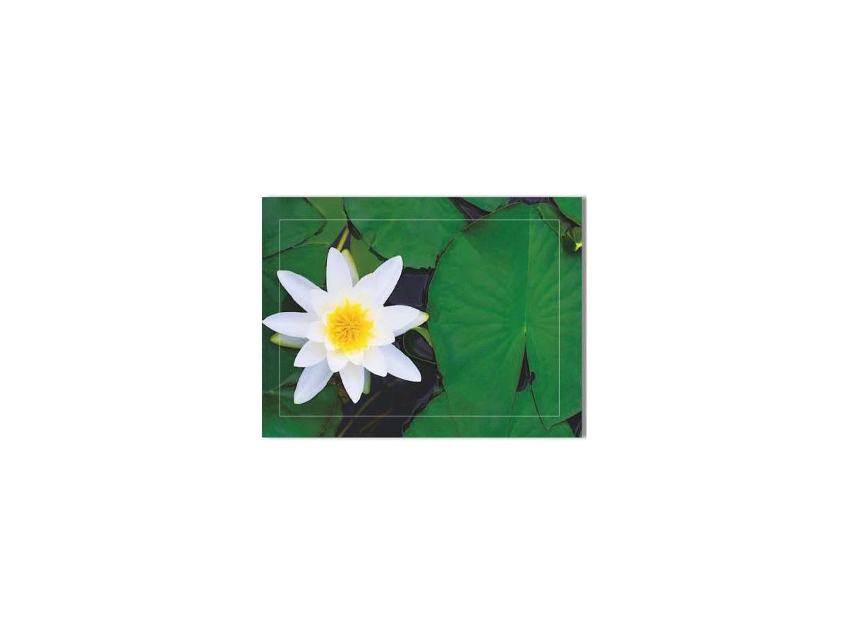 HASCHEMI Doppelkarten-Box 804 804 SEEROSEN (9783931282974)