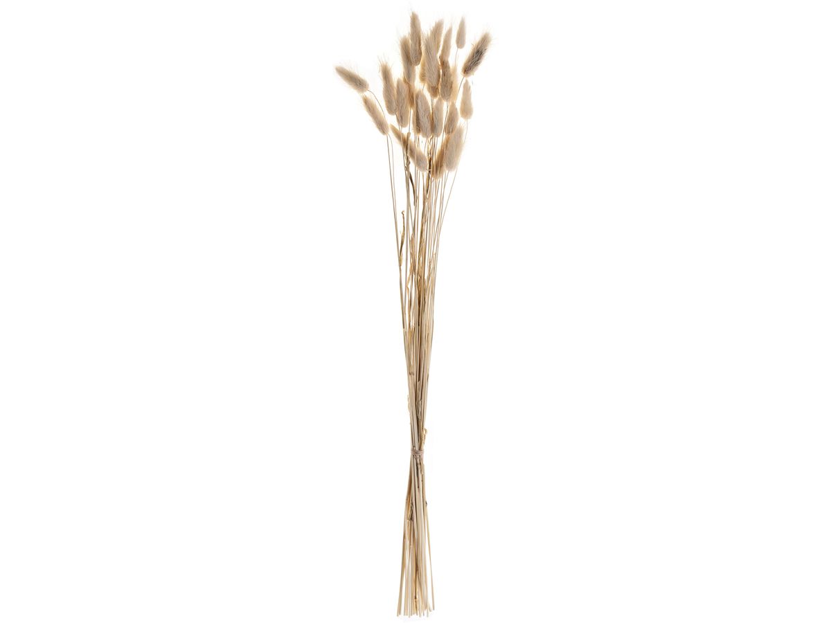 EGLO Fleur séchée 60cm 428039 beige (9008606258642)