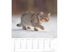 ALPHA EDITION Bildkalender 2026 160575 Katzenkinder ML 30x34cm (4069095005754)