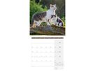 ACKERMANN Calendrier 2026 4620 Katzen ML 30x30cm (9783838446202)