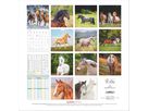 ALPHA EDITION Calendrier 2026 160303 Chevaux ML 30x30cm (4069095003033)
