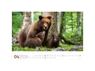 ACKERMANN Bildkalender 2026 2682 Tierwelt Wald D 45x33cm (9783838426822)