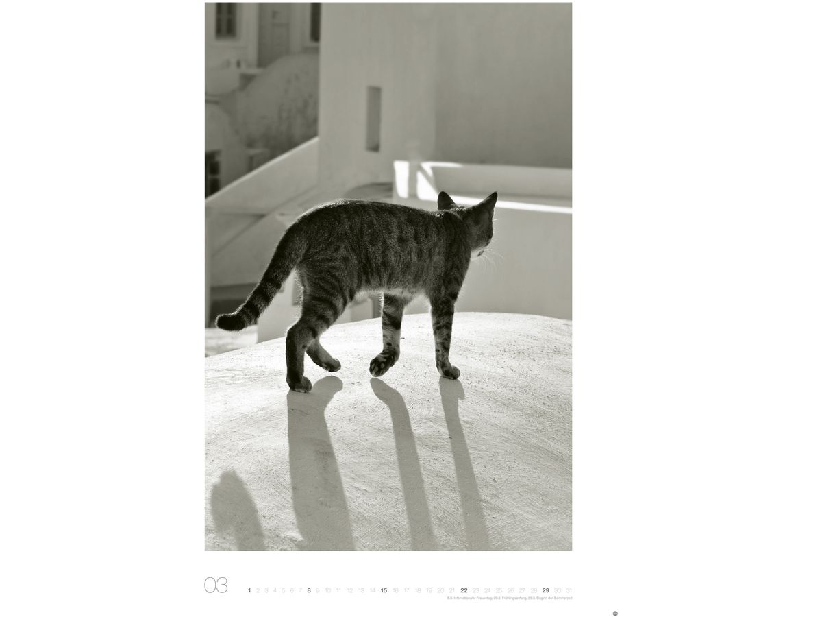HEYE Calendrier 2026 22848+26 Wegler Cats Edition AL 49x68cn (9783756411313)