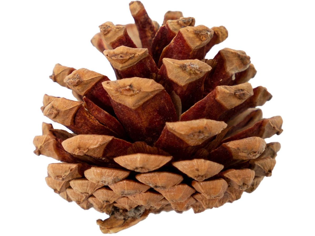 I AM CREATIVE Pigna 6102.871 mini 4 pezzi (7611983219025)