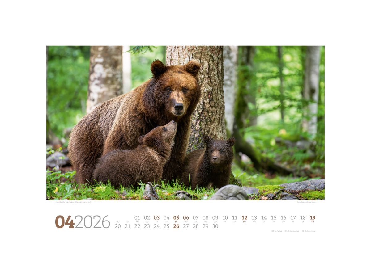 ACKERMANN Bildkalender 2026 2682 Tierwelt Wald D 45x33cm (9783838426822)