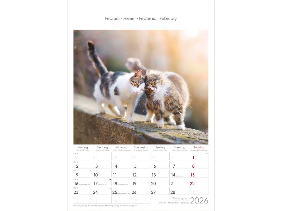 ALPHA EDITION Calendario 2026 160493 Gatti ML 23.7x34cm (4069095004931)