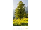 ACKERMANN Calendario 2026 2620 Bäume ML 33x66cm (9783838426204)