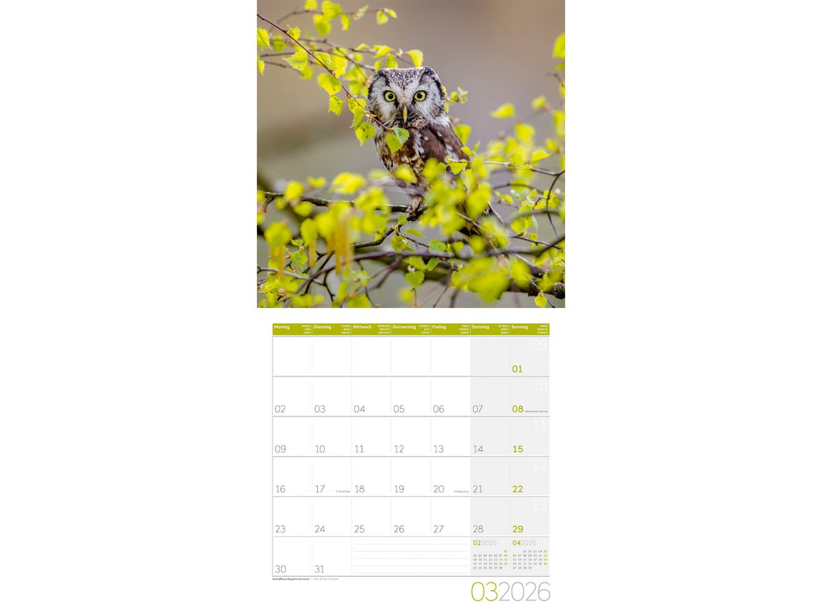 ACKERMANN Calendario 2026 4624 Eulen ML 30x30cm (9783838446240)