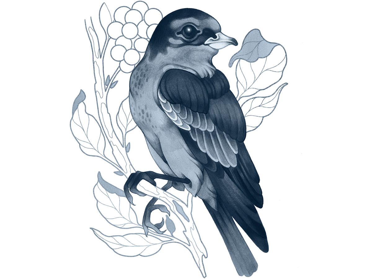 COPIC Marker Ciao Shade Set 22075422 Dark Cool Gray 4 pezzi (4013695268071)