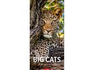 WEINGARTEN Bildkalender 2026 2958700+26 Big Cats DE 33x68cm (9783839901847)