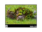 CALENDARIA Calendrier 2026 9783036205496 WWF Wildlife ML 34x48cm (9783036205496)