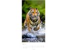 WEINGARTEN Bildkalender 2026 2958700+26 Big Cats DE 33x68cm (9783839901847)