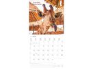 ALPHA EDITION Bildkalender 2026 160630 Funny Animals ML 30x30cm (4069095006300)