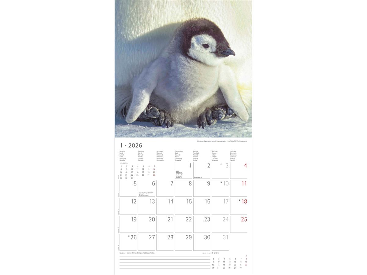 ALPHA EDITION Bildkalender 2026 160341 Tierbabys ML 30x30cm (4069095003415)