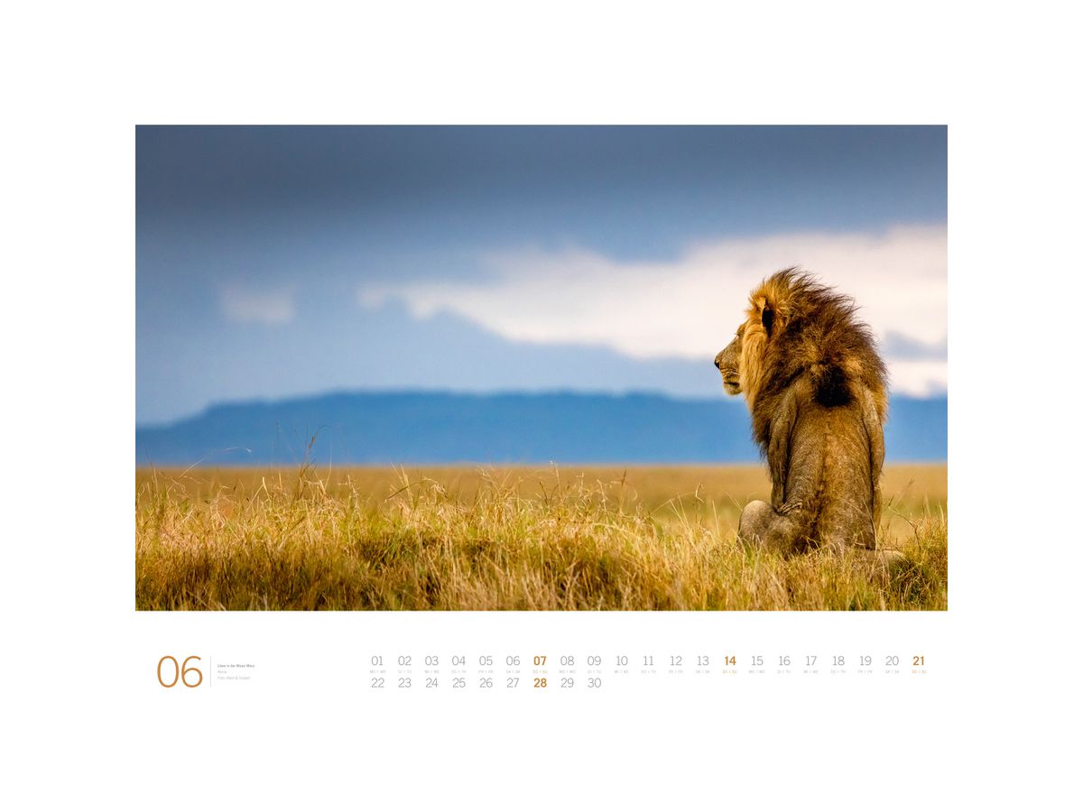 ACKERMANN Calendrier 2026 3613 Afrika DE/E 66x50cm (9783838436135)