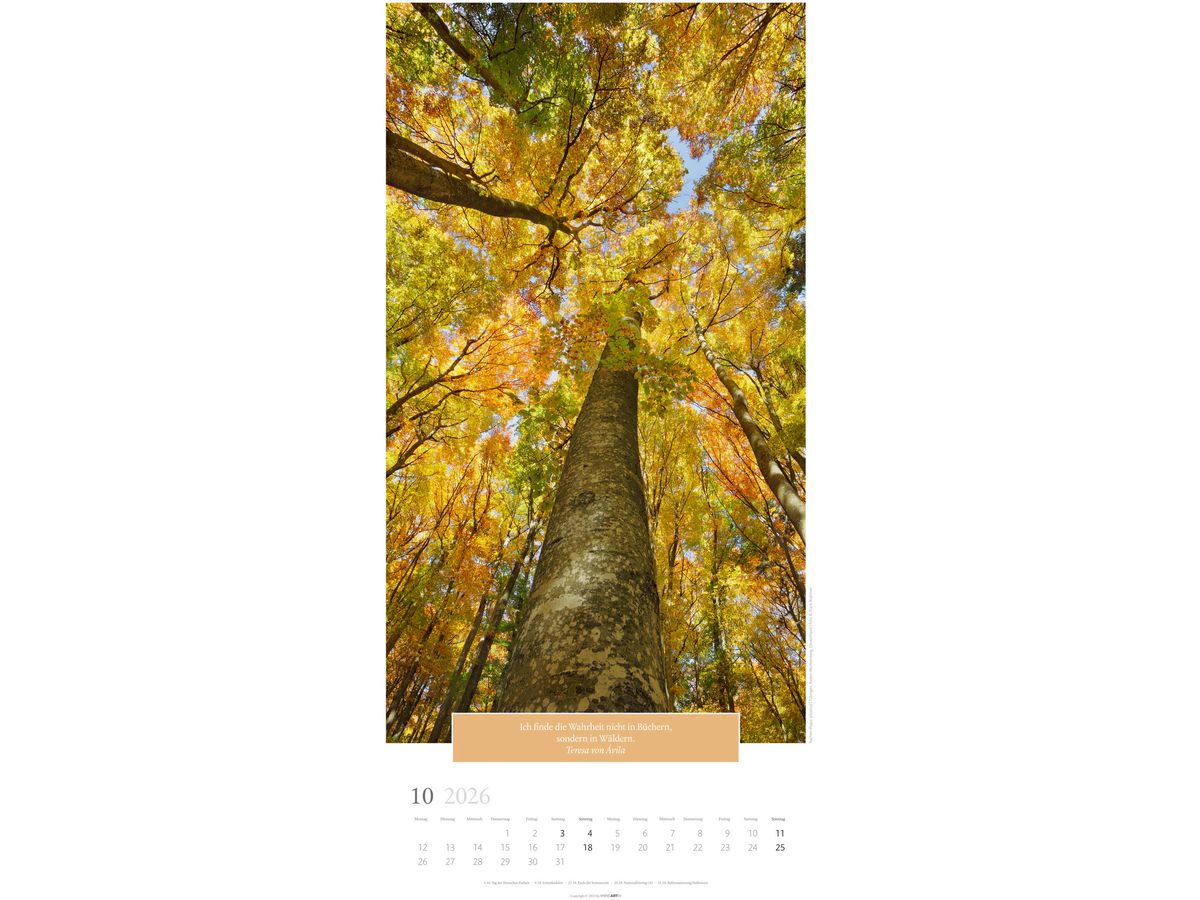 WEINGARTEN Calendrier 2026 2958600+26 Wunderwelt Bäume DE 33x68cm (9783839901830)