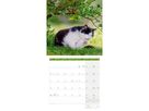 ACKERMANN Calendrier 2026 4620 Katzen ML 30x30cm (9783838446202)