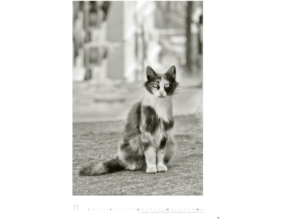 HEYE Calendrier 2026 22848+26 Wegler Cats Edition AL 49x68cn (9783756411313)