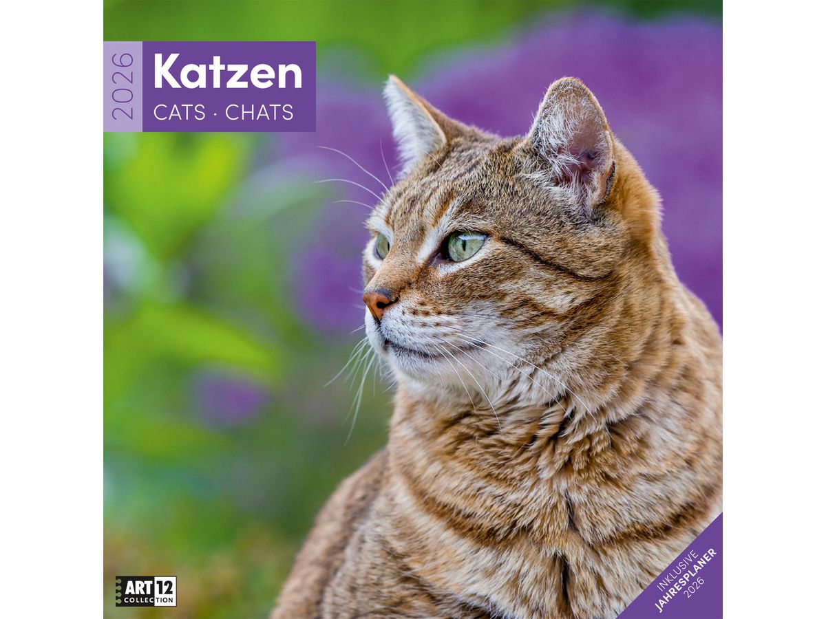 ACKERMANN Calendrier 2026 4620 Katzen ML 30x30cm (9783838446202)