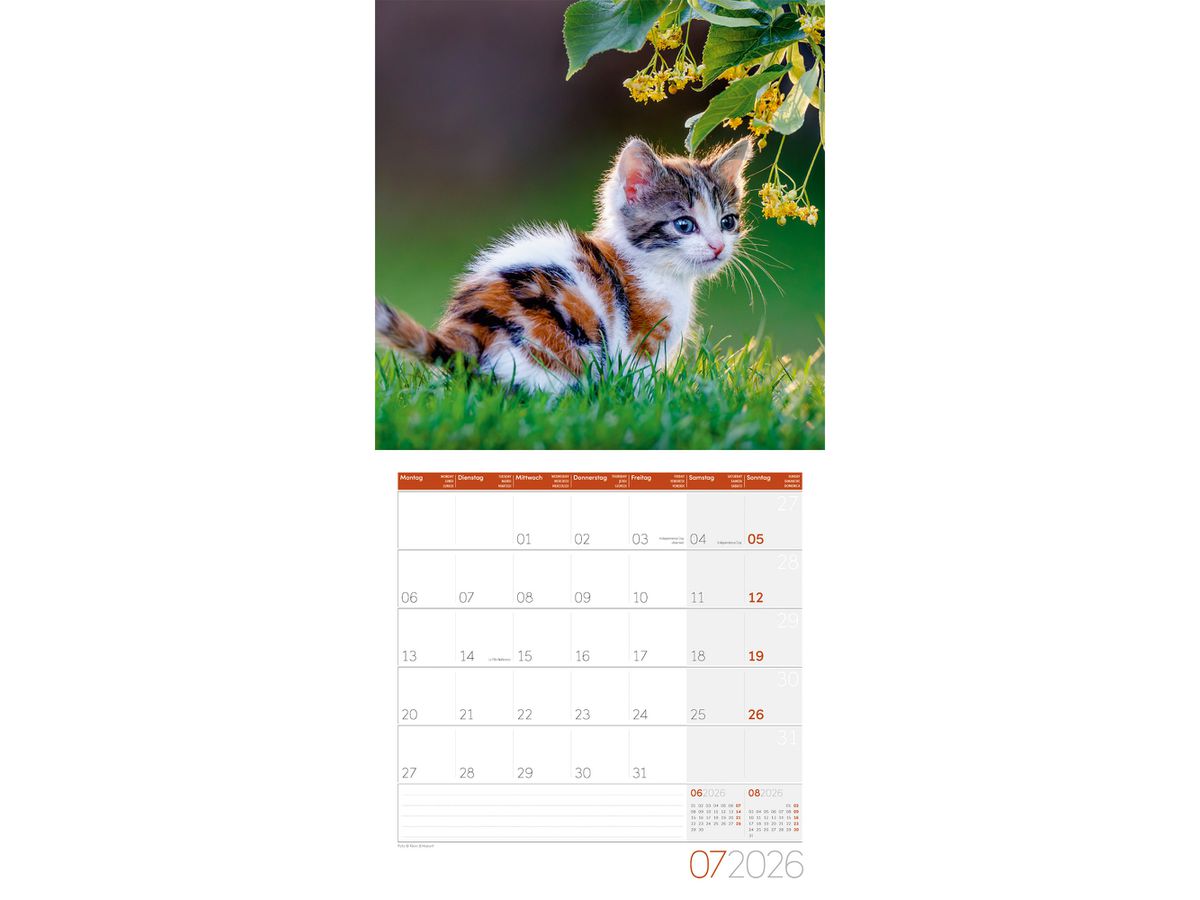ACKERMANN Calendrier 2026 4620 Katzen ML 30x30cm (9783838446202)