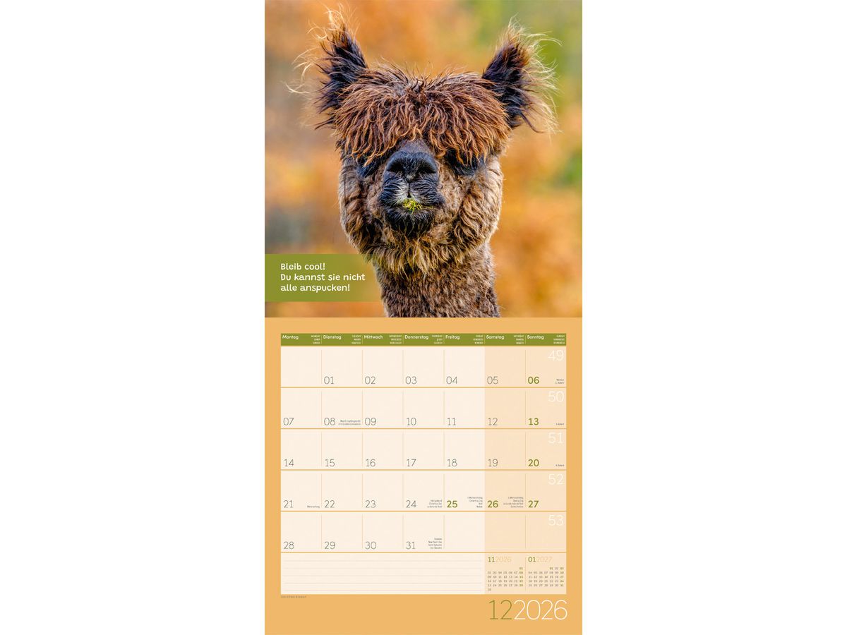 ACKERMANN Calendrier 2026 4627 No Drama, Lama ML 30x30cm (9783838446271)
