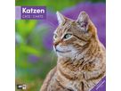 ACKERMANN Calendrier 2026 4620 Katzen ML 30x30cm (9783838446202)