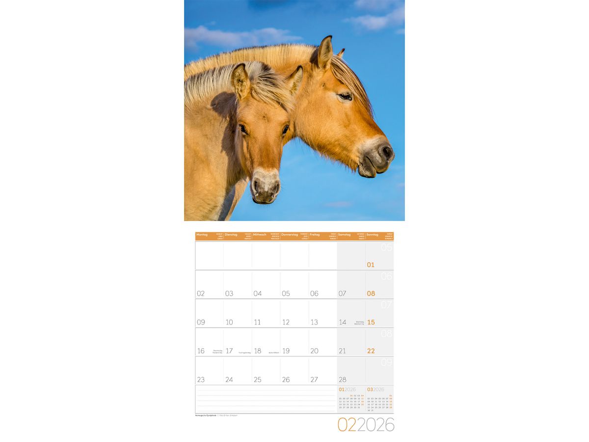 ACKERMANN Calendrier 2026 4621 Pferde ML 30x30cm (9783838446219)