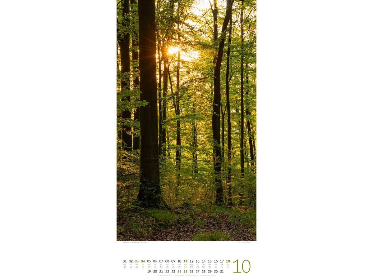 ACKERMANN Calendario 2026 2620 Bäume ML 33x66cm (9783838426204)