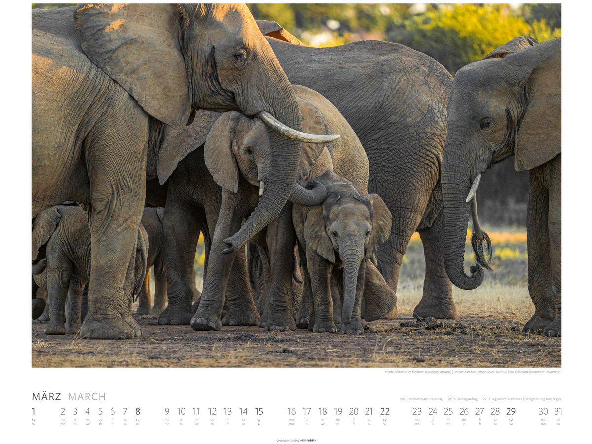 WEINGARTEN Calendrier 2026 2960300+26 Elefanten DE 55x46cm (9783839901908)