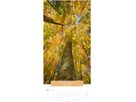 WEINGARTEN Calendrier 2026 2958600+26 Wunderwelt Bäume DE 33x68cm (9783839901830)