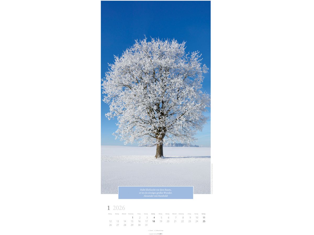 WEINGARTEN Calendrier 2026 2958600+26 Wunderwelt Bäume DE 33x68cm (9783839901830)