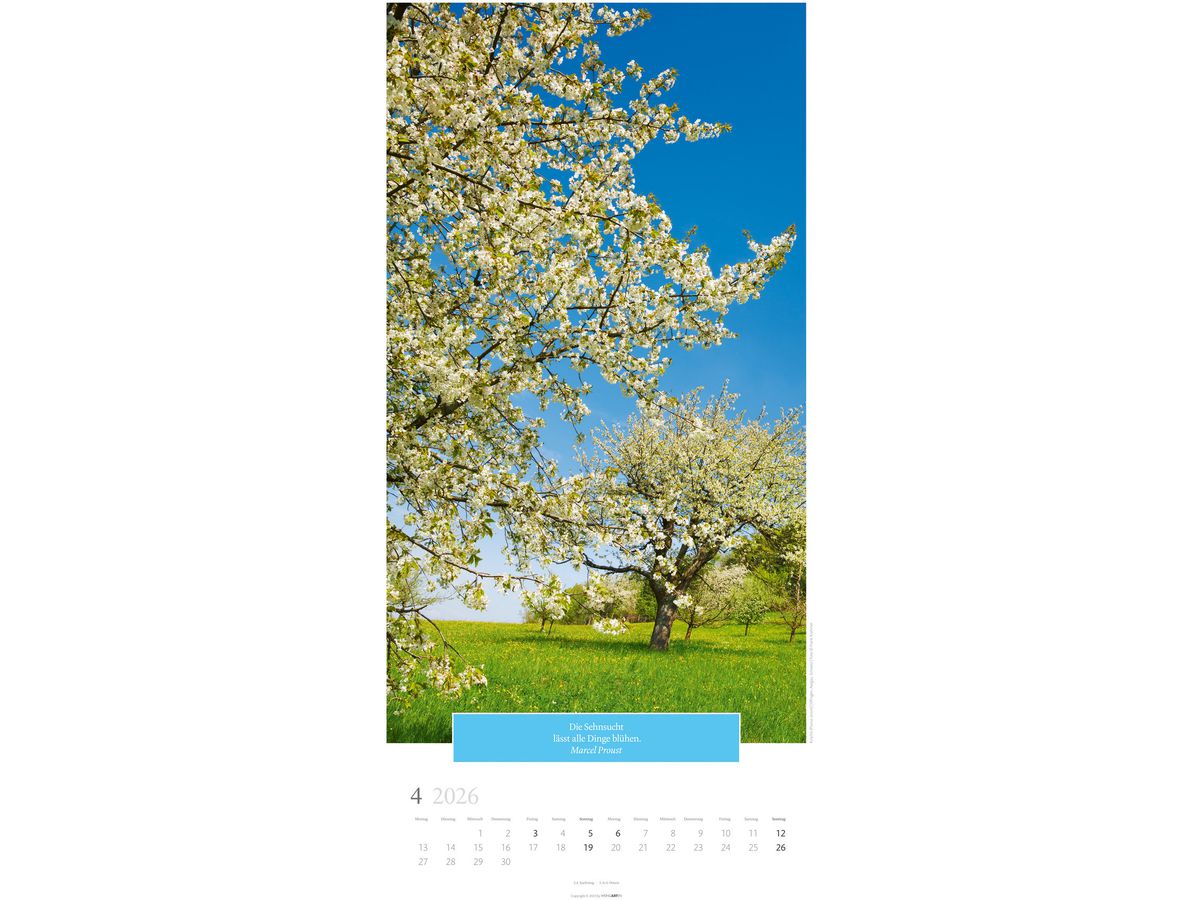 WEINGARTEN Calendrier 2026 2958600+26 Wunderwelt Bäume DE 33x68cm (9783839901830)