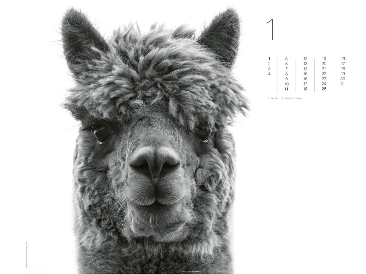 WEINGARTEN Bildkalender 2026 3312243+26 Black&White Animals 55x46cm (9783839902776)