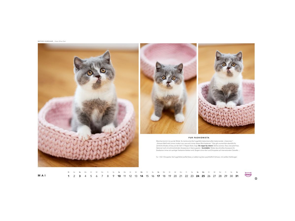HEYE Calendario 2026 1130+26 Gatti Whiskas TE 45x30cm (9783756413119)