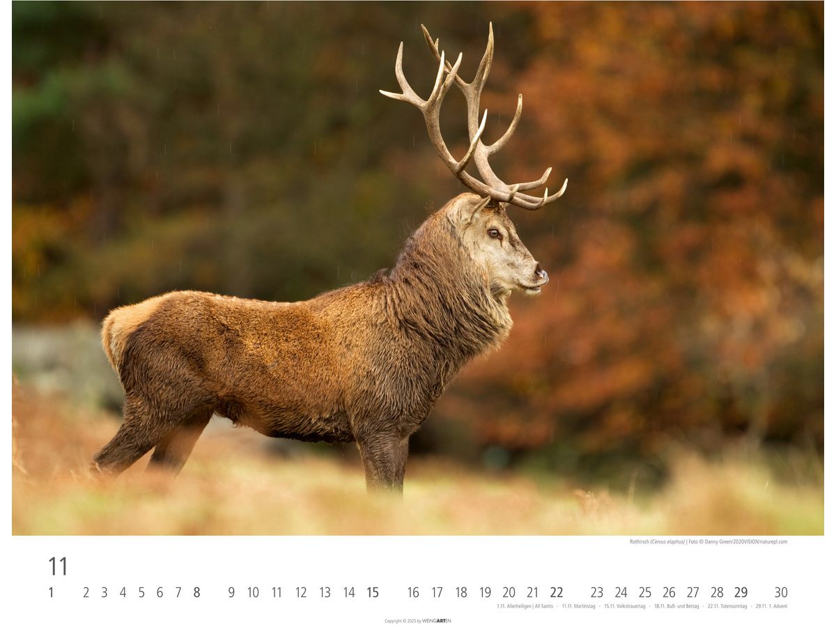 WEINGARTEN Calendario 2026 3312198+26 Animali autoctoni 44x34cm (9783839902653)