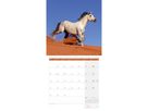 ACKERMANN Calendrier 2026 4621 Pferde ML 30x30cm (9783838446219)