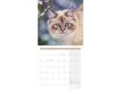 ACKERMANN Calendrier 2026 4620 Katzen ML 30x30cm (9783838446202)