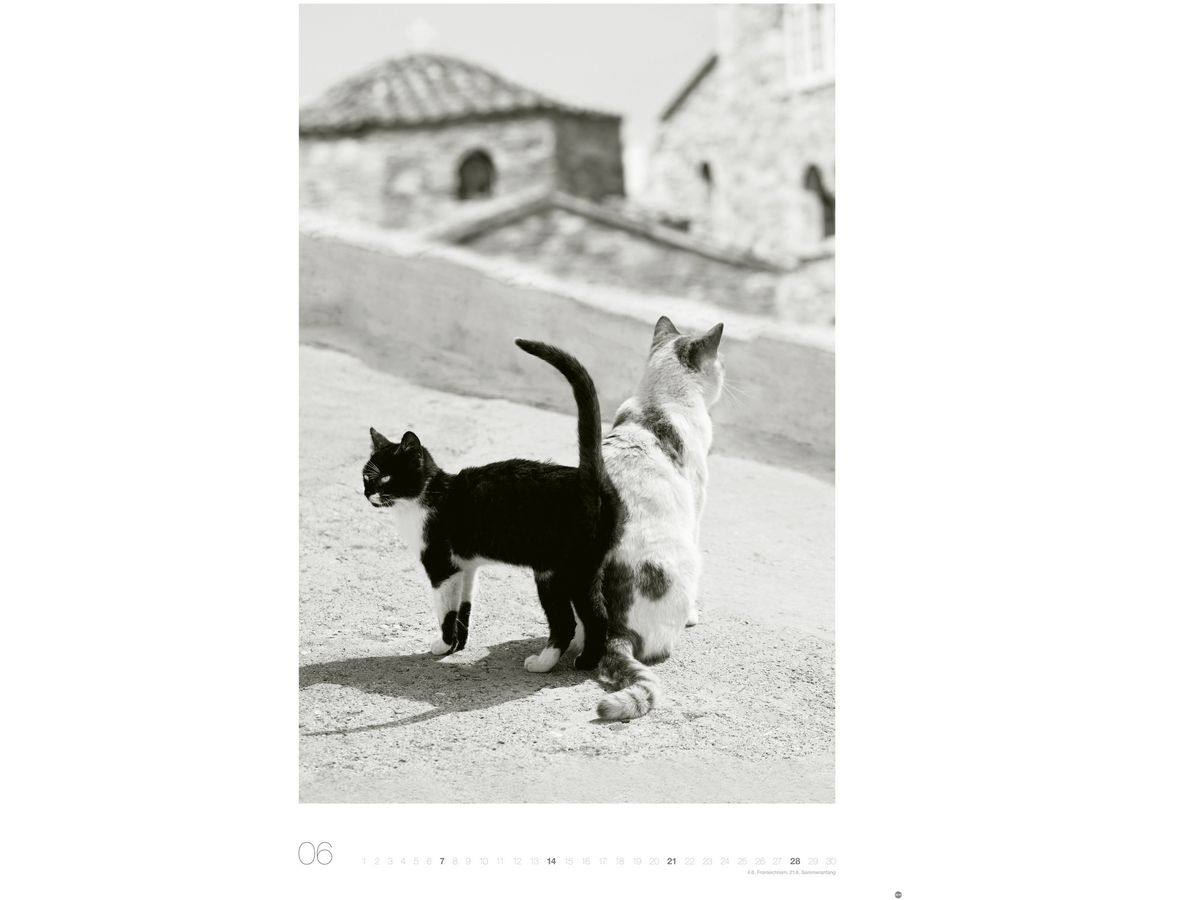 HEYE Calendrier 2026 22848+26 Wegler Cats Edition AL 49x68cn (9783756411313)