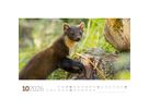 ACKERMANN Bildkalender 2026 2682 Tierwelt Wald D 45x33cm (9783838426822)